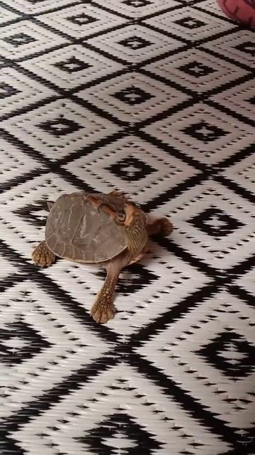 Indian roof turtle