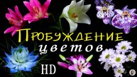 Пробуждение цветов_HD