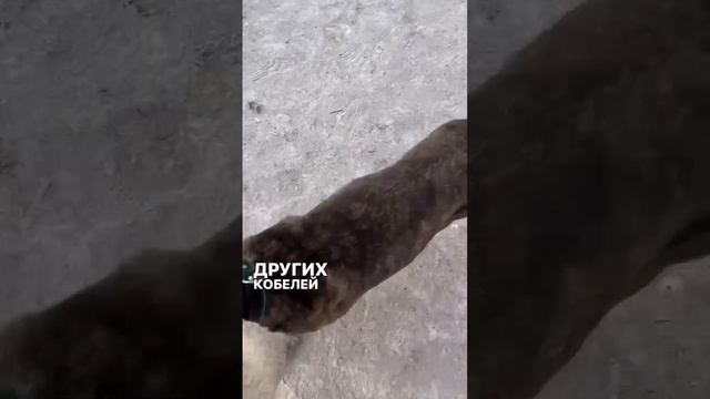 Тиграш