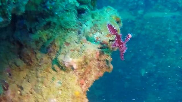 Ornate Ghost Pipefish - Now you see me