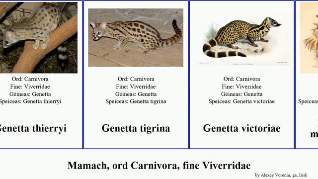 Mamach, ord Carnivora, fine Viverridae genetta sibhéid phailme mammal indica maculata cristata