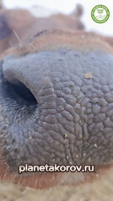 Сегодня еще не видели коровушкиного носика? Смотрите! 🐄