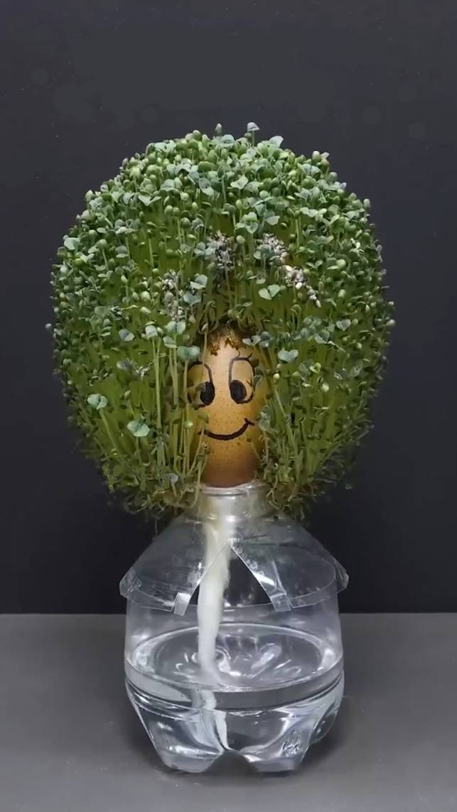 🍀Выращивание семян ЧИА на яйце!😋 #shorts #garden #советы