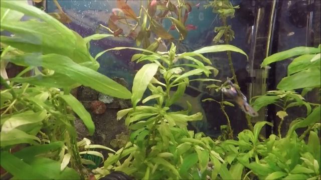 aquarium
