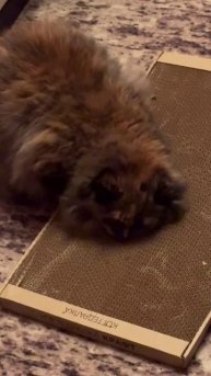 Когтеточка успокаивает! 😺