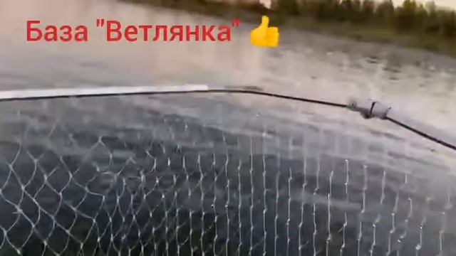 Ветлянка. Все по честному!