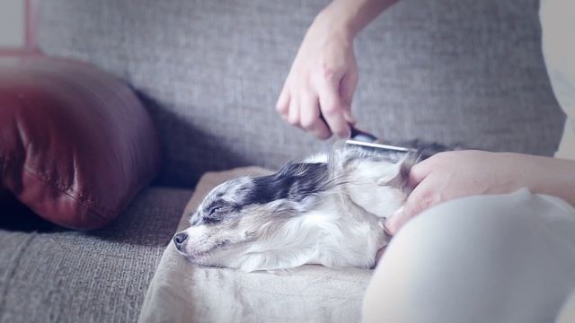 Уход и содержание щенка и чихуахуа: всё, что нужно знать! 🐾✨