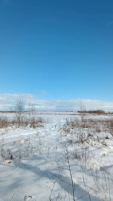 журавли прилетели