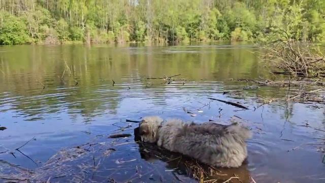Первые купания щенка кавказской овчарки.