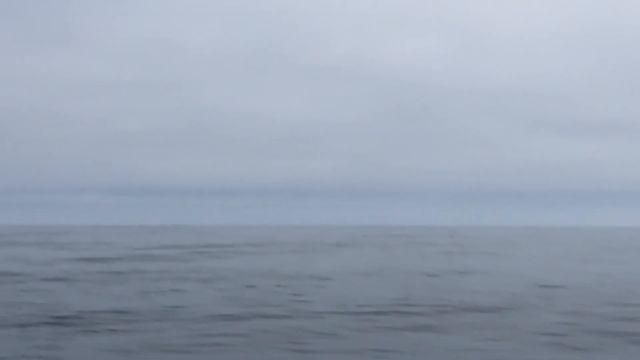 9. 7 Seas Whale Watch