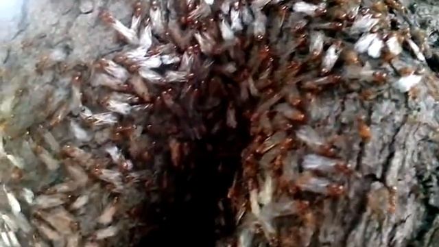Solenopsis geminata