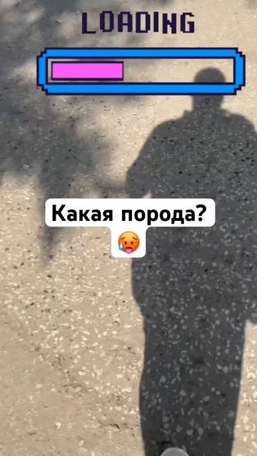 Встретил 3 очаровашек! 🐶Гав! #омск #пудель #shorts