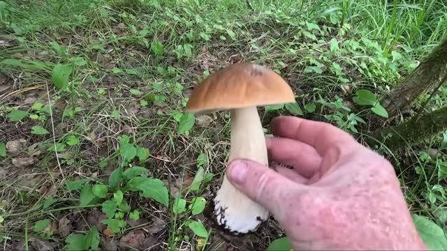 За грибами в Карелии, Беломорский район, часть 4