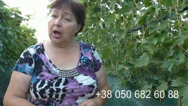 Спека на винограднику. Поливи.