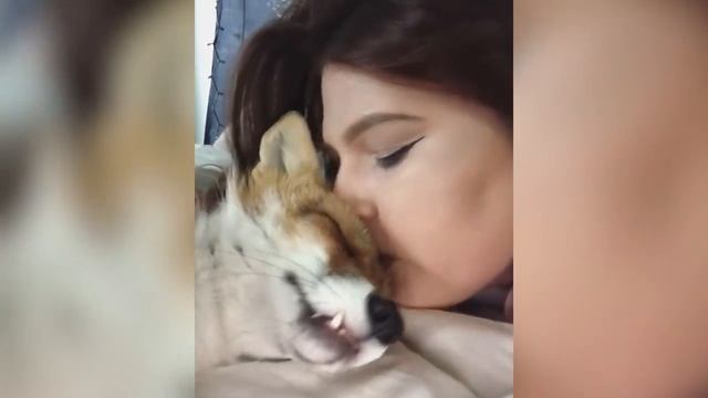 Funniest Juniper Fox Video Compilation _ Funny Pet Videos