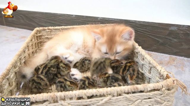 Утята и Цыплята - Кошки и котята (161) Хвостики да Усики ❣️🥰😂