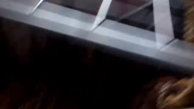 Мы спасли голубя - 2