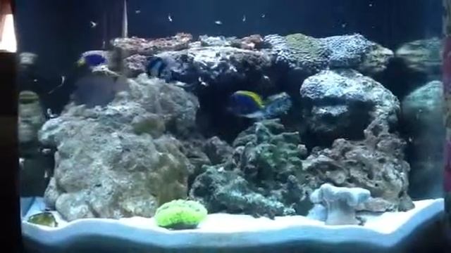 Кормлю рыбок )) в своем МОРСКОМ аквариуме