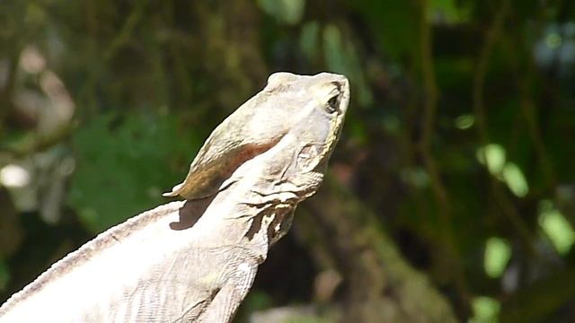 Basiliscus vittatus (Brown Basilisk - Basilisco o charancaco)
