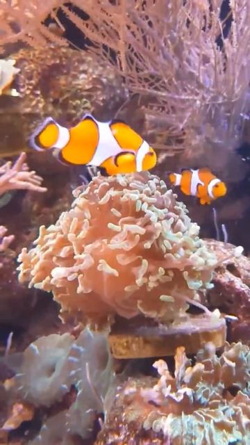 4k aquarium,4k video,relaxing #chillonpeak