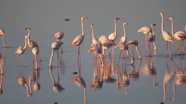 FLAMINGO DANCE at salt lake Larnaca Cyprus