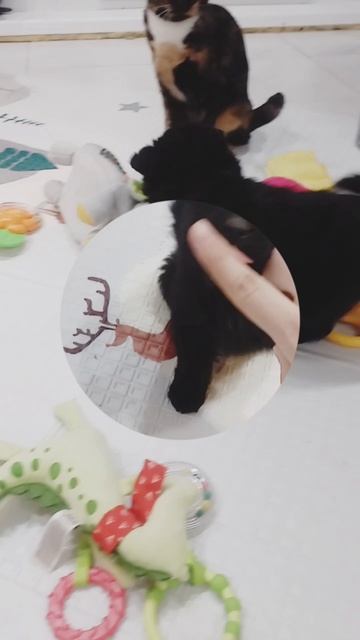 InShot_20250219_215256396.mp4