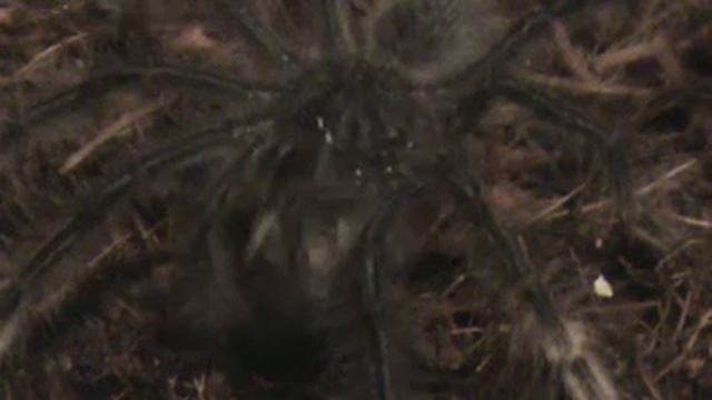 Goliath Birdeater (Theraphosa blondi) sling vs. crkt