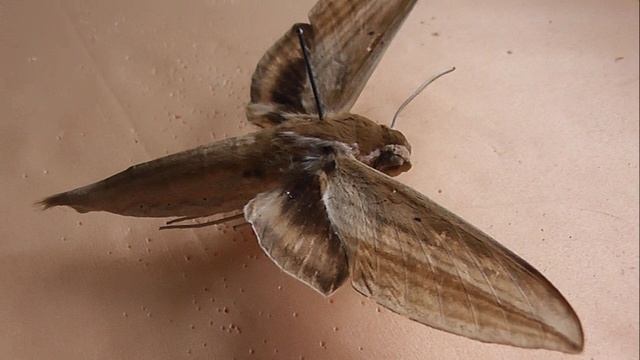 БРАЖНИКИ: 351. Cechetra striata