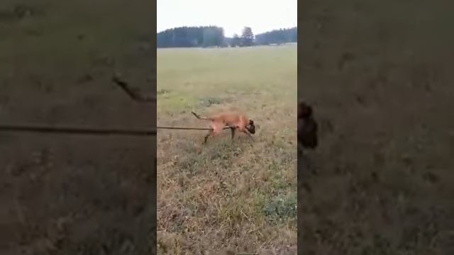 Бандит фом Грюнен Штадт  4 месяца . След без корма . 100 шагов и контейнер. Семинар с С.Жиркевичем
