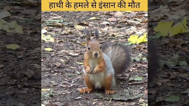 #Shorts#viral #trending #nature #youtubeshorts #animal #natureworld