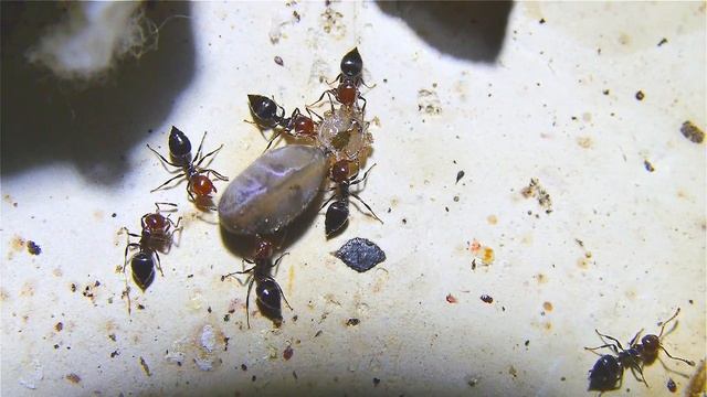 Crematogaster scutellaris gefährliche Beute