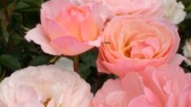Calypso Rose Easy Elegance