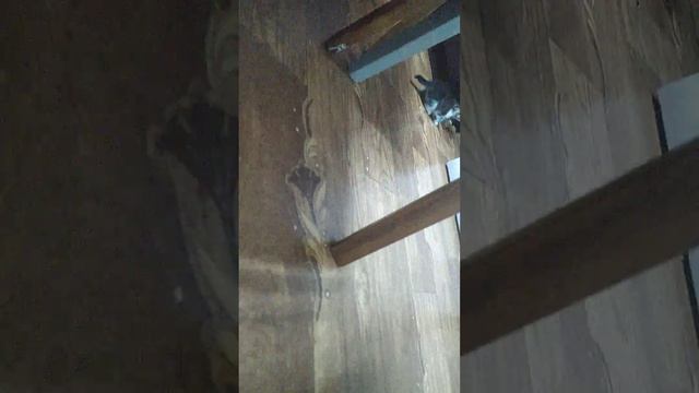 кошко+соска=кошсос