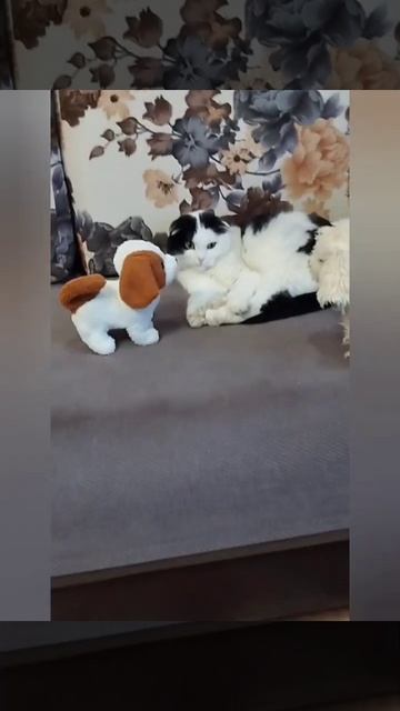 Сидит кошка отдыхает