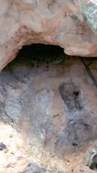 Летучие мыши в Анталье #shorts / Turkey