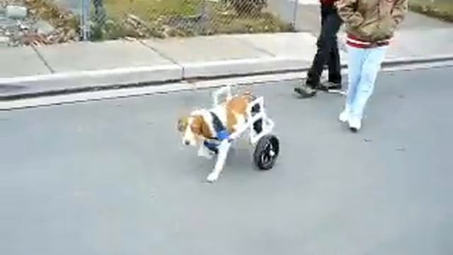 Make a Dog Wheelchair