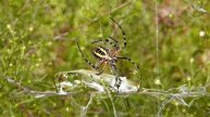 Banded Garden Spider with Praying Mantis victim