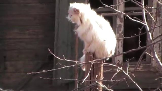 Кот по кличке Олегыч он все также сидит на Топляке
