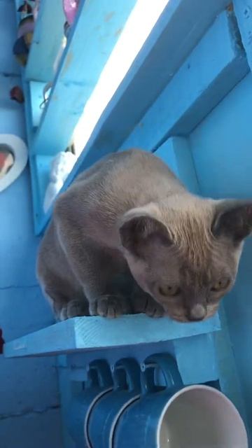 🐈