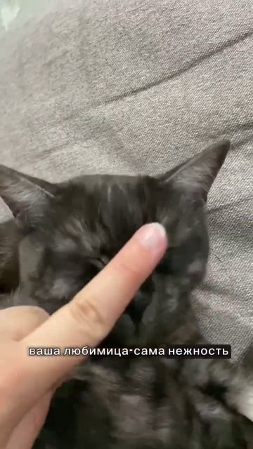 #кошачьяжизнь #гороскопы #гороскопрак #рак #cat #короткоевидео