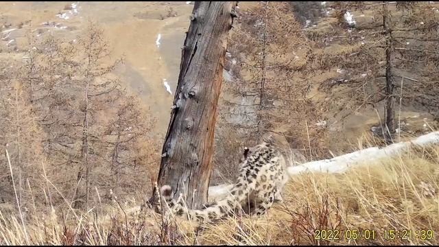 Снежный барс, фотоловушки  июнь 2022 г