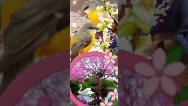 Хәерле көннәр, бәхетләргә юллар,Резеда
