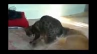 Cat Compilation Top 2013 Funny Moments with Cats