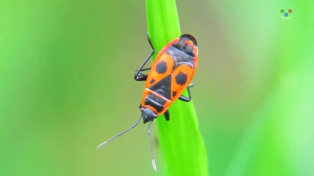 Pyrrhocoris apterus - Ruměnice pospolná