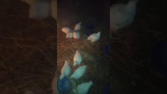 Бройлер під ялинку)) чи буде гарний результат?...