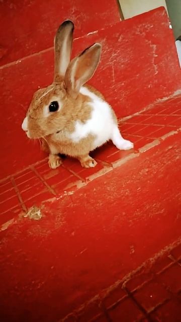 BROWN RABBIT 🐇 CUTE