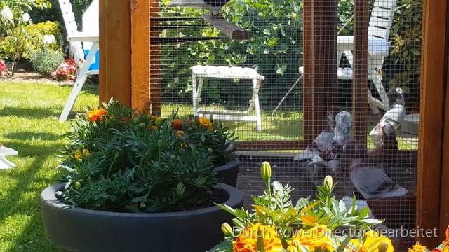 Altholländische Kapuziner Tauben, Old Dutch Capuchine pigeons الحمام الکابوتشین الاْلمانیة القدیمة