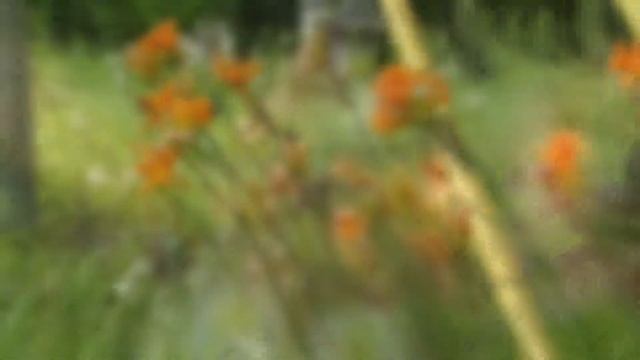 Eobiana Katydid Eating Flower Bud ヒメギス♀がヤブカンゾウの蕾を摂食