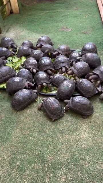 50 baby Aldabra Tortoises devour 1 pound of mixed green￼ in 20 minutes that's about 10 g each 3% wr