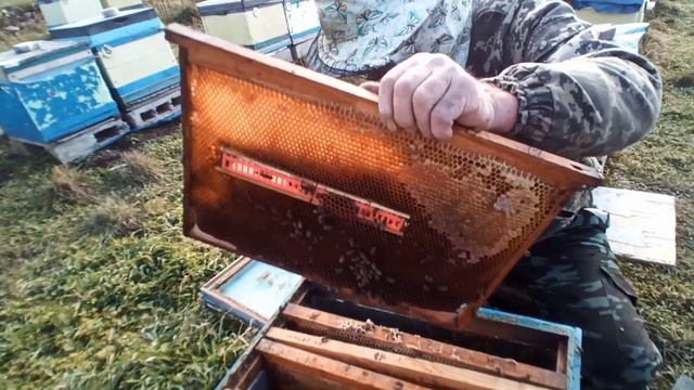 Выпуск маток  в 2025 г. после шести месяцев  изоляции. Часть 1 , продолжение завтра.